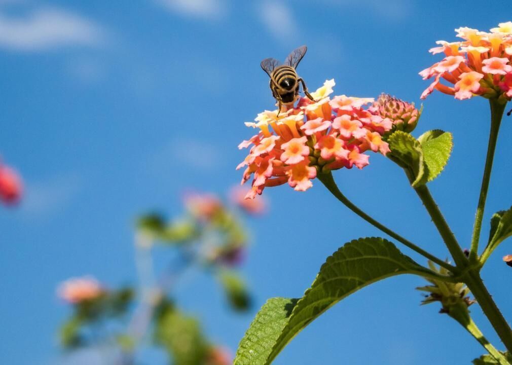 Much of life depends on pollinators